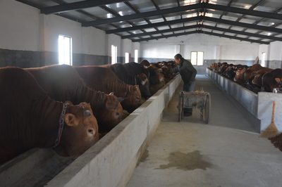 規模化養殖驅動下的畜牧業新篇章與飼料銷售新機遇——以潛山為例